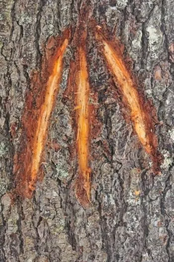 The King's Broad Arrow mark, referencing the story behind 23 Timber Co.