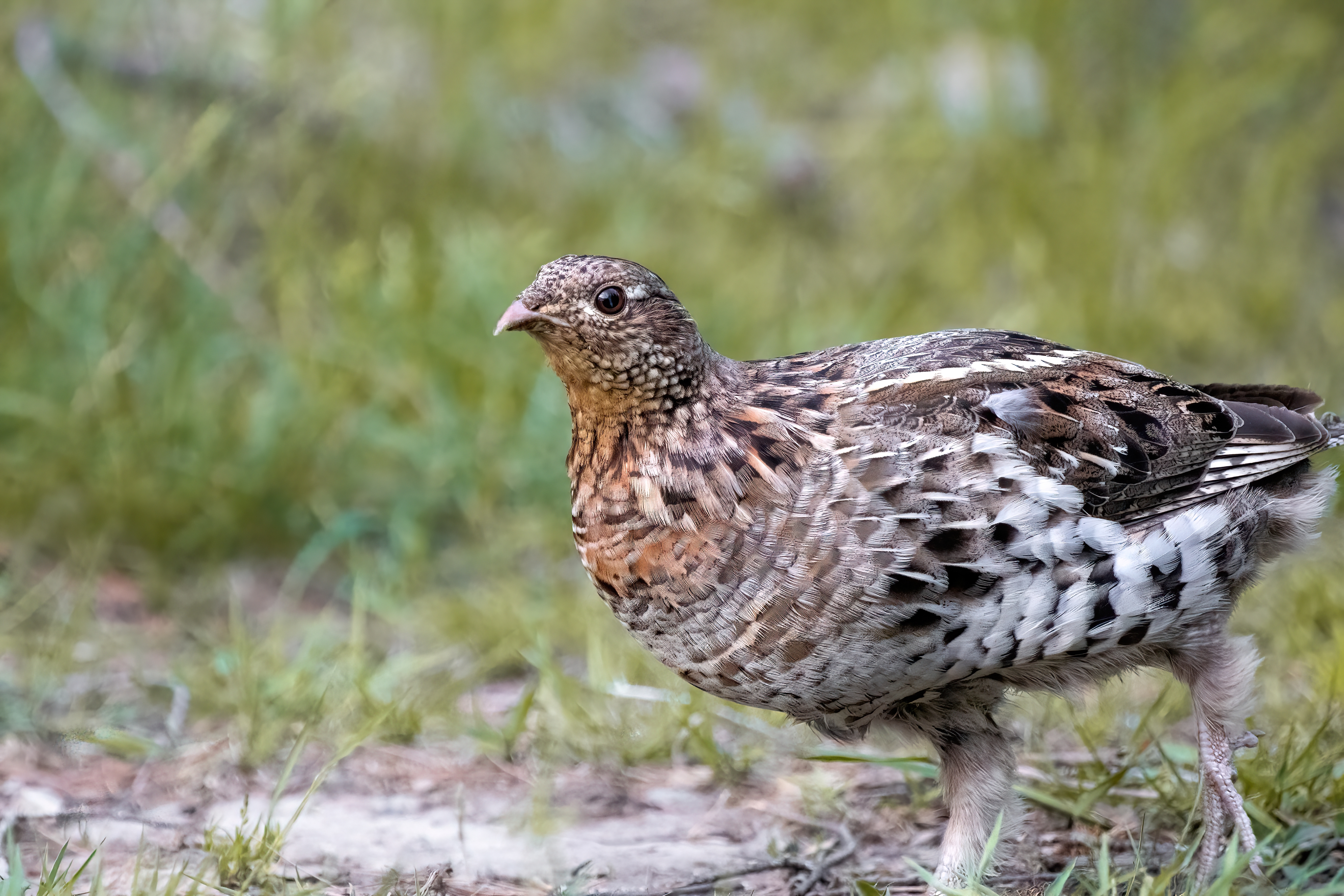 Ruffed grouse in New England habitat cover