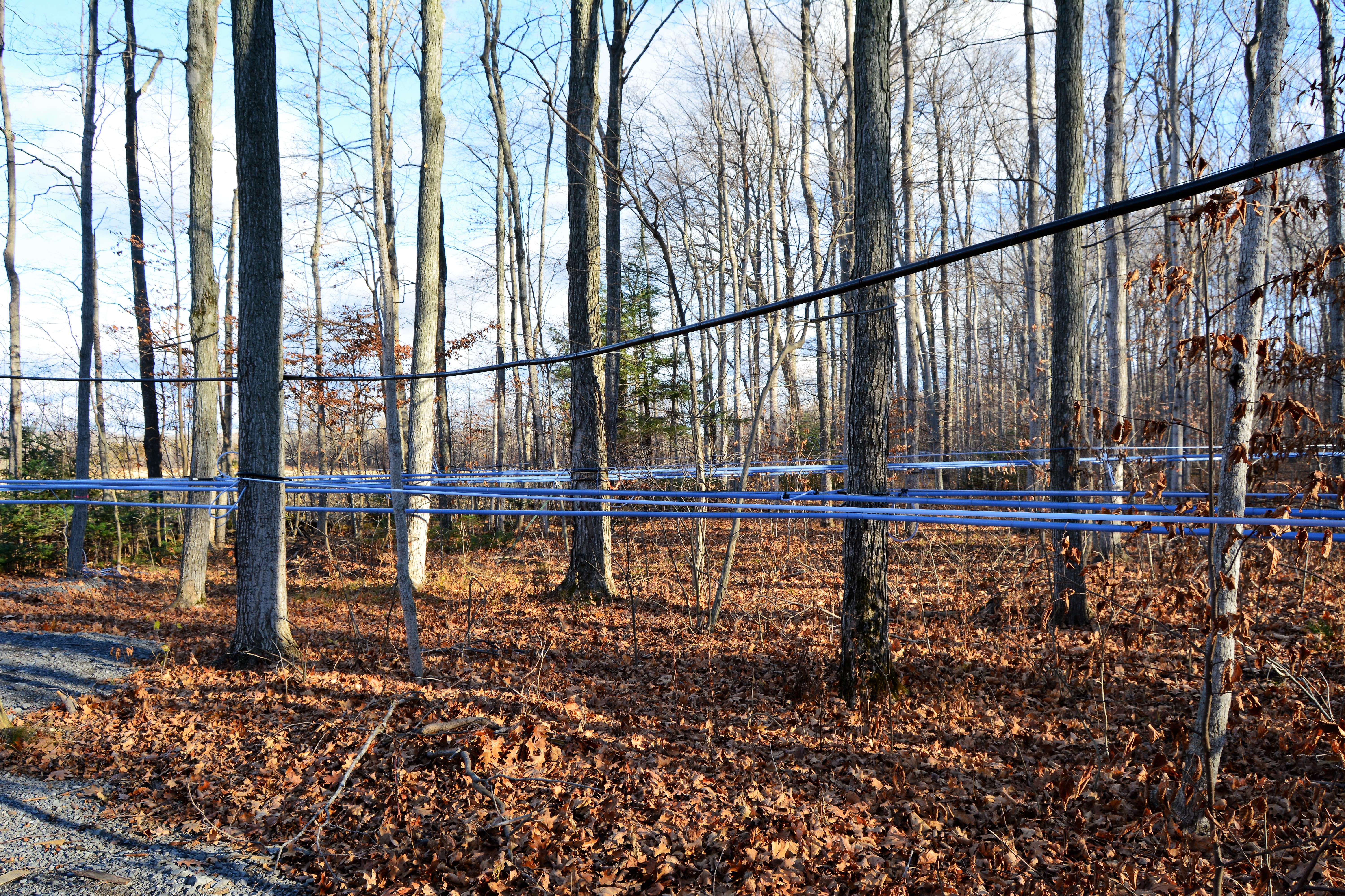 Maple sap lines running through a New England sugarbush