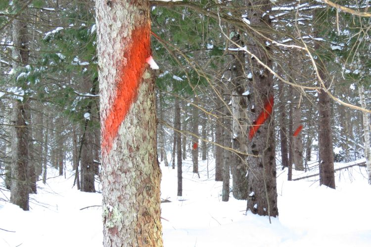 Timber stand improvement: marked crop trees and release cutting