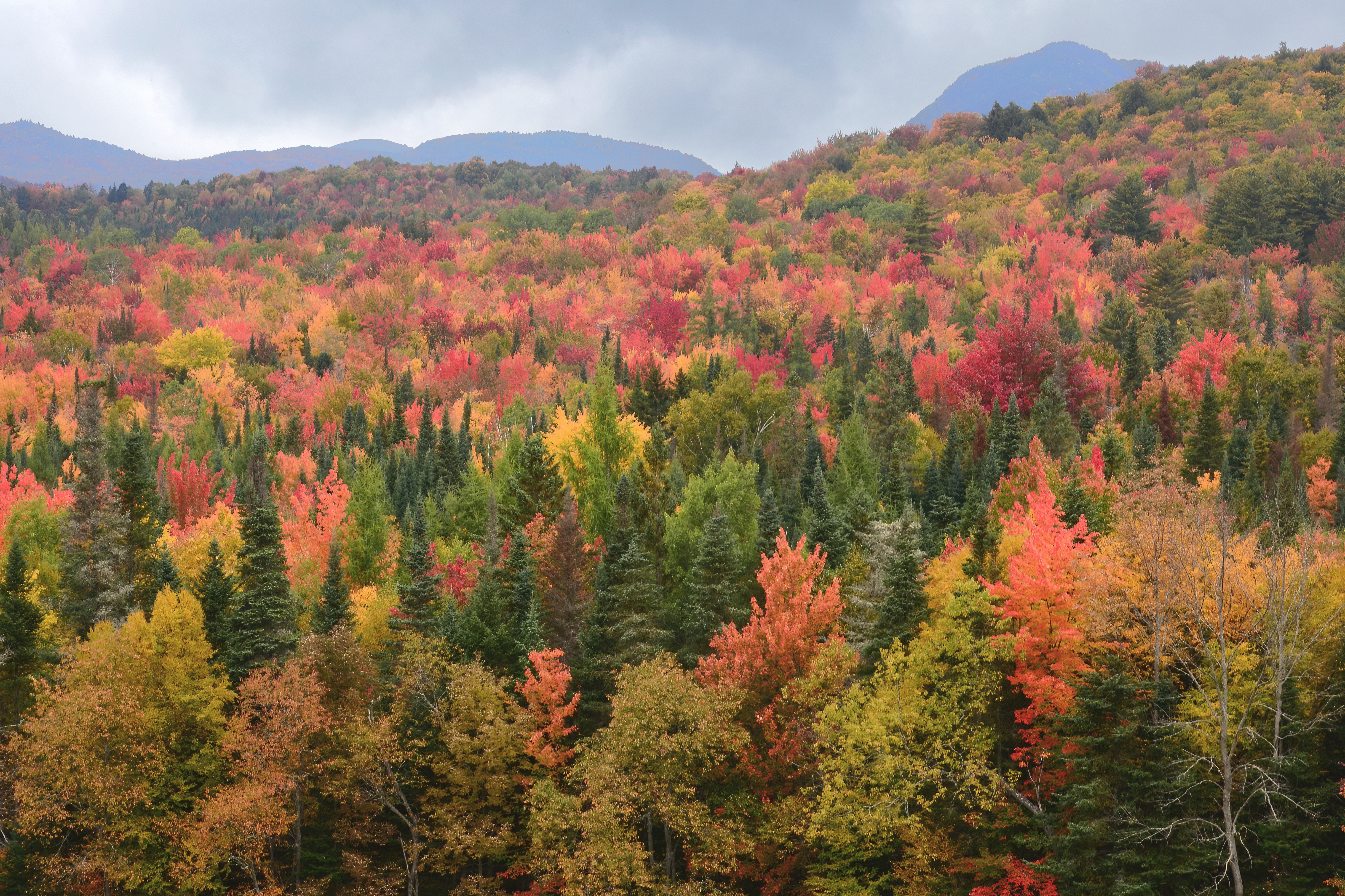 Diverse hardwood and conifer stand in the White Mountains